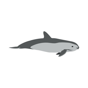 Phocoena sinus - Vaquita seen in Lateral view isolated