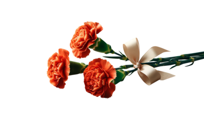 カーネーション　プレゼント　無垢で深い愛　PNG  透過