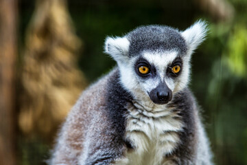 Fototapeta premium Single Lemur staring directly at camera.Close up of a ring-tailed lemur(lemur catta), Madagascar