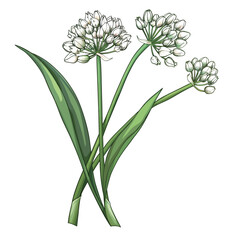 Allium (Allium giganteum) flowers, vector illustration