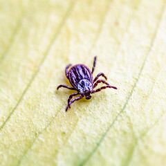 Tick, Ixodida, on the leaf.Adult female tick - Ixodes ricinus.Carrier of infectious diseases as encephalitis or Lyme borreliosis.