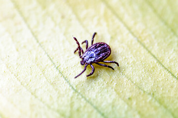 Tick, Ixodida, on the leaf.Adult female tick - Ixodes ricinus.Carrier of infectious diseases as encephalitis or Lyme borreliosis.