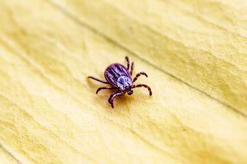 Tick, Ixodida, on the leaf.Adult female tick - Ixodes ricinus.Carrier of infectious diseases as...