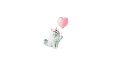 happy Persian cat holding a pink heart balloon on a light blue background, 