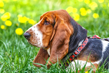 Basset hound on the grass with flowers.. The dog has long ears and sad eyes. Breed of hounds, bred...