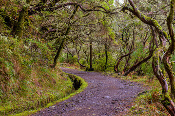 Fototapeta na wymiar Levada in Madeira