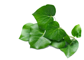 Devil's ivy leaves, ceylon creeper foliage, bush hedera helix isolated white, clipping path