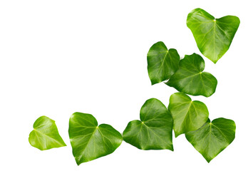 Devil's ivy leaves frame, ceylon creeper foliage, bush hedera helix isolated white, clipping path