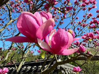 Magnolia tree flowers pink beautiful blossom 