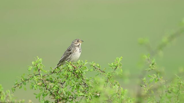 Corn bunting miliaria calandra. Bird on a branch in a meadow and singing. A bird on a green background flies away.