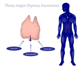 Three major thymus hormones.  thymosin, thymopoietin, and thymulin