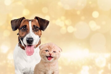 Cute young dog and cat together