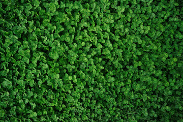 green Clover background. Small green Clover leaves pattern background, Natural and St. Patrick's...