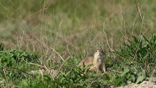 Ground squirrel Spermophilus pygmaeus in the wild The gopher eats grass and hides in a hole, alert.