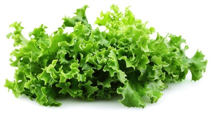Vegetable lettuce isolated on white background. Tasty healthy full of vitamins Generative AI