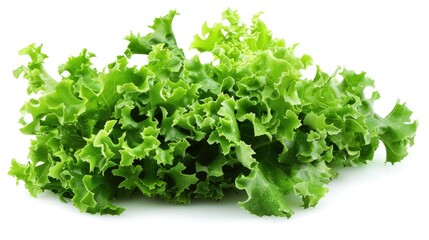 Obraz premium Vegetable lettuce isolated on white background. Tasty healthy full of vitamins Generative AI