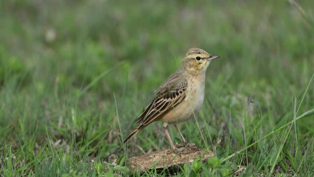 Tawny pipit, Anthus campestris in the wild. Close up.