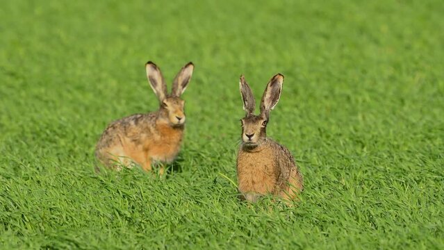 European hare lepus europaeus in the wild. Two hares on the field. Slow motion. Close up.
