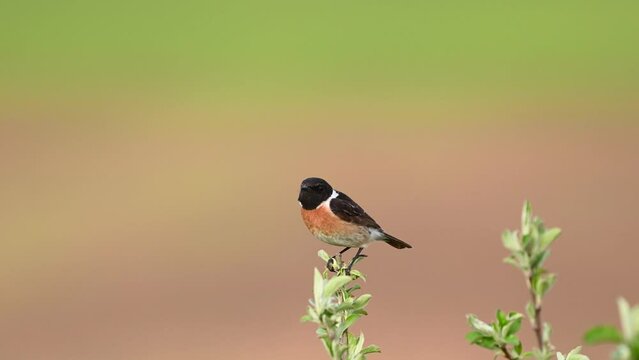 Whinchat Saxicola rubetra male bird in the wild. Slow motion. A bird on a beautiful background flies away.