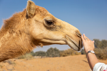 Obraz premium Woman's hand cuddles the dromedary camel's muzzle (Camelus dromedarius) in the desert, Digdaga Farm, United Arab Emirates.
