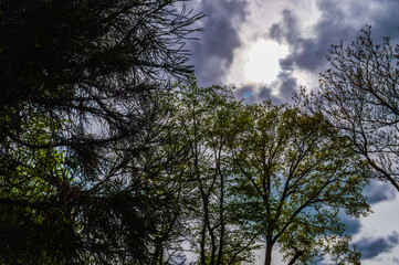 Tree tops against the blue sky and sun