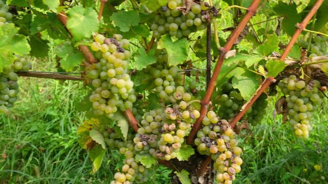 Close-up of bunches of ripe yellow wine grapes on vine