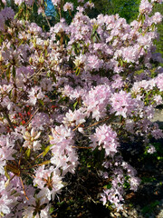 Fleurs rose sur un arbre au printemps