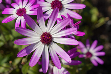 pretty grouping of flowers with purple and white petals. garden flower display 