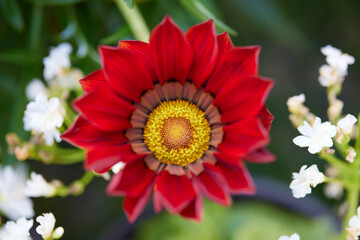 red daisy in bloom in spring
