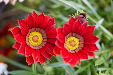 red daisy in bloom in spring
