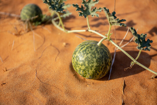 Citrullus colocynthis (colocynth, bitter melon) ripe fruit with stems and leaves close-up view, growing on a sand dune, in the desert of United Arab Emirates.
