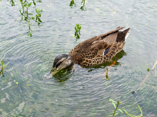 Fototapeta premium Ducks swimming in a pond at a farm in Yilan