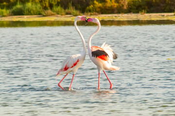 Flamingos kissing in the water at Regional Park