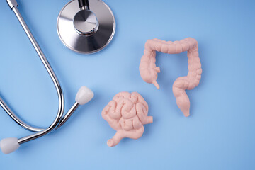 Mini human’s small and large intestines replica and stethoscope arranged on a blue background.