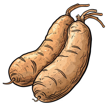 Illustration of a horseradish root on a white background.