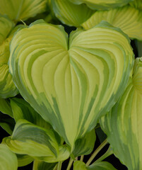 lovely heart  leaf in summer