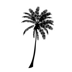 silhouettes palm tree illustration on white background