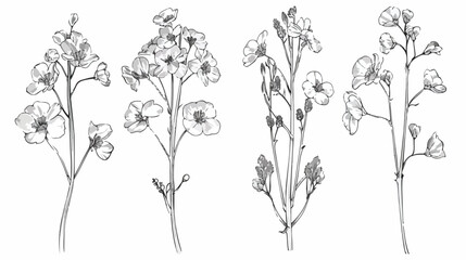 Set of Four detailed botanical drawings of blooming 