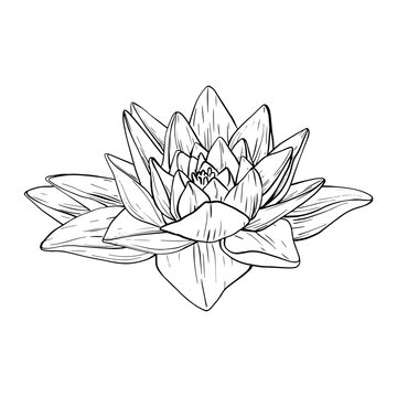 recommend clip art: Lotus Flowers with leaves Sketch. Black outline vector illustration painted by black inks. Hand drawn Etched Line pattern with blooming waterlily for decor, wallpaper, poster, banner, card