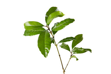 foliage, botanical objects isolated on a white background