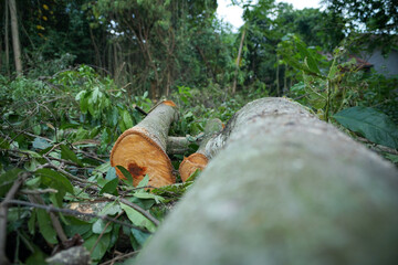 Trees that have been cut down in the forest.