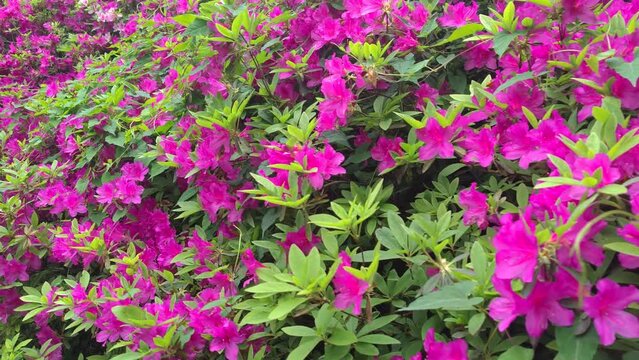 Rhododendrons bloom in Moshan scenic spot on East Lake in Wuhan, Hubei province