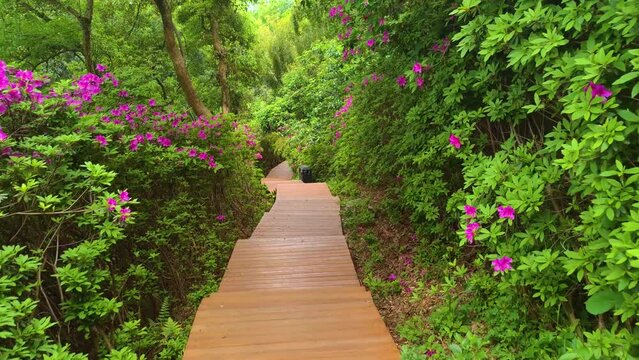 Rhododendrons bloom in Moshan scenic spot on East Lake in Wuhan, Hubei province