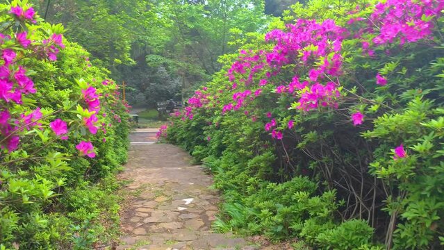 Rhododendrons bloom in Moshan scenic spot on East Lake in Wuhan, Hubei province