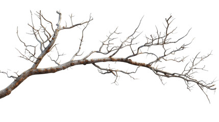 Fototapeta na wymiar Tree branch