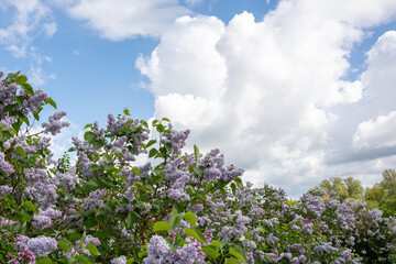 Blooming lilac bush. Blooming lilac against a background of blue sky and white clouds.