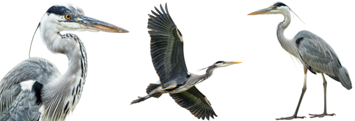 heron bundle, portrait, flying and standing, isolated on a white background