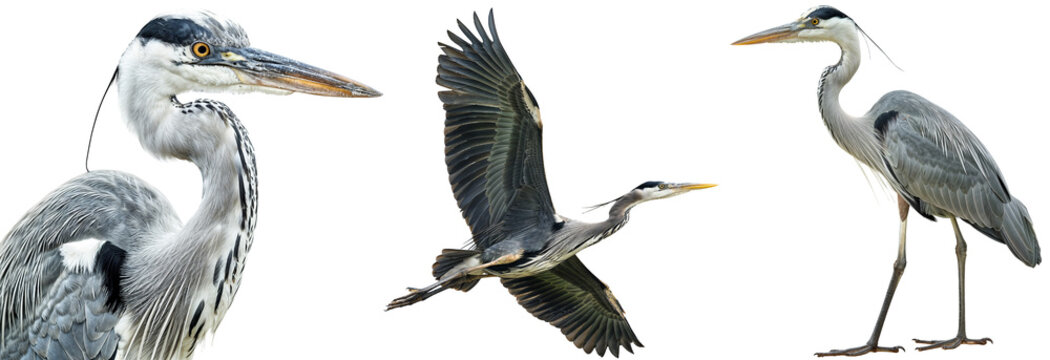 heron bundle, portrait, flying and standing, isolated on a white background