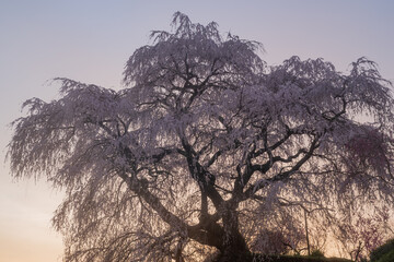 Obraz premium 朝陽を受けた美しい桜 又兵衛桜
