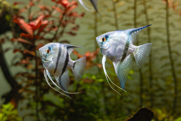 Silver angelfish in an aquarium